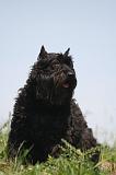 BOUVIER DES FLANDRES 459